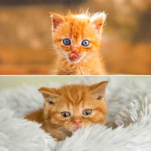 Ambiance for The Cutest Kitten - Soothing Cat Music