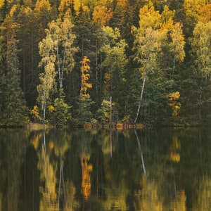 Sereno - Música De Relajación Para Dormir Profundamente