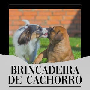 Brincadeira de Cachorro - Música de Cachorro Calmante