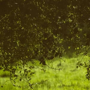 0 Hour Zen: Windy Calm - Baltic Nature Sounds