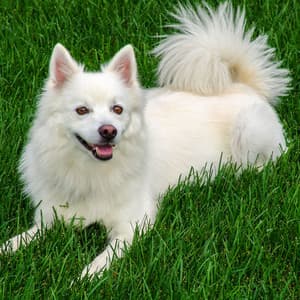 Jazz Serenade for Furry Tails: Harmonious Melodies for Dogs - Dog Jazz Songs