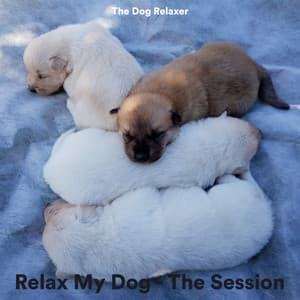 Relax My Dog - The Session - The Dog Relaxer