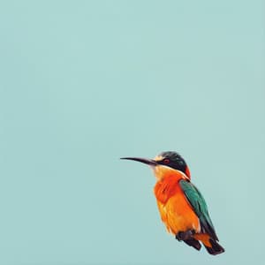 Relajación En Notas Aladas: Conjunto De Aves Binaurales - 92 96 Hz - Relajante