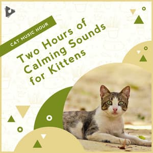 2 Hours of Calming Sounds for Kittens - Cat Music Hour