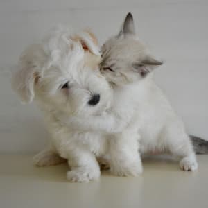 Tender Pet Zenith: Lofi Reflections of Mutual Calmness - Lofi Beats for Work