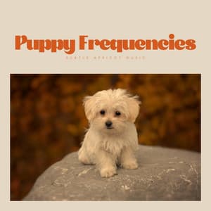 Puppy Frequencies - Calming Music For Pets