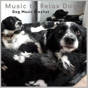 Dog Music Playlist - Music-to-Relax-Dogs