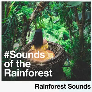 #Sounds of the Rainforest - Rainforest Sounds