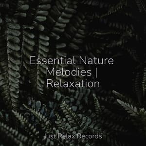 Essential Nature Melodies | Relaxation - Rest & Relax Nature Sounds Artists