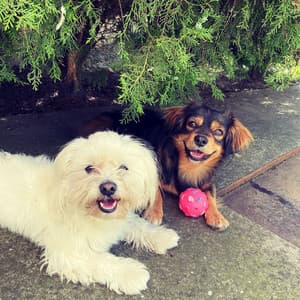 Pet Serenity: Ambient Music for Furry Friends - Ambient Architects