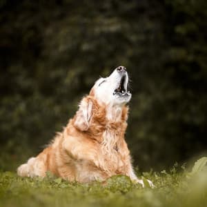 Happy Howls: Lofi and Ambient Sound for Joyful Dogs - Lofi Music Club