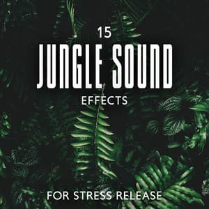 15 Jungle Sound Effects for Stress Release - Sounds of Nature Kingdom