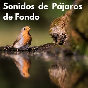 Sonidos de Pájaros de Fondo - Sonido Del Bosque y Naturaleza
