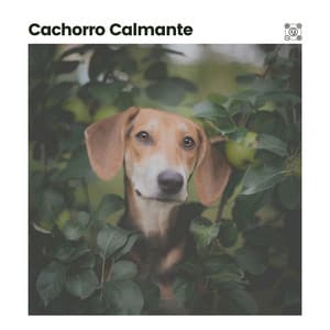 Cachorro Calmante - Música de Cachorro Calmante