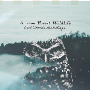Amazon Forest Wildlife - Owl Sounds Recordings