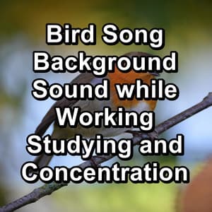 Bird Song Background Sound while Working Studying and Concentration - Yoga Tribe