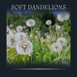 Soft Dandelions - Nature Ambience