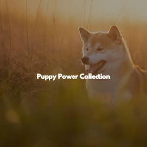 Puppy Power Collection - Tokyo Bebop Jazz Playlist