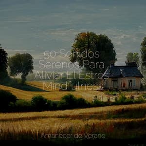 50 Sonidos Serenos Para Aliviar El Estrés Mindfulness - Musica Romantica