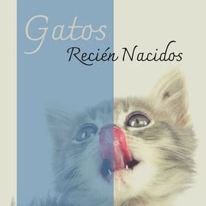 Gatos Recién Nacidos: Música para Tranquilizar a Gatos Bebés y su Mamá - Musica Relajante Specialistas