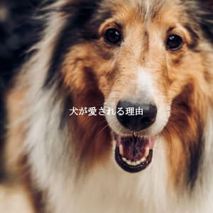 犬が愛される理由 - Evening Chillout Playlist