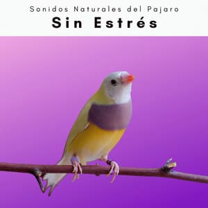 A h o r a: Sin Estrés - Sonidos Naturales del Pajaro
