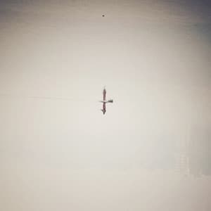 Endling - Qasim Naqvi