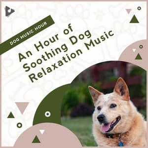 An Hour of Soothing Dog Relaxation Music - Dog Music Hour