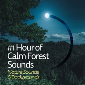 #1 Hour of Calm Forest Sounds - Nature Sounds & Backgrounds