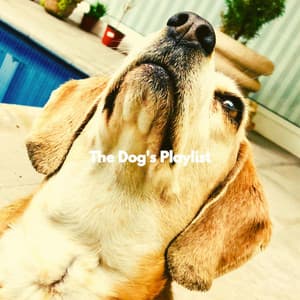 The Dog's Playlist - Dog Separation Anxiety Music