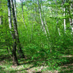 ! ! ! Paz para Acalmar a Mente - Músicas Para Relaxar