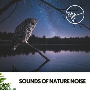Sounds of Nature Noise: Melodies for Peaceful Nights - Relajacion