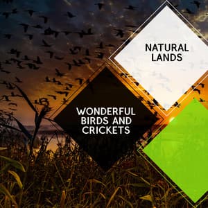 Wonderful Birds and Crickets - Natural Lands - Sleepy Times