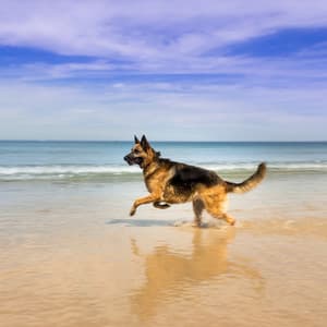 Dog Sleeps: Ocean Melodies Bliss - Wave and Ocean sounds