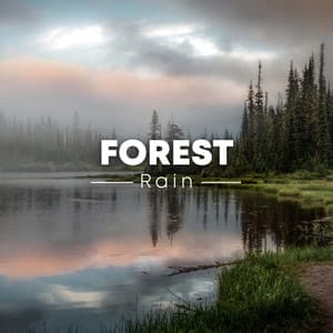 Forest Rain - ASMR