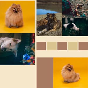 Dream-Like - Sleepy Doggies - Relax My Puppy