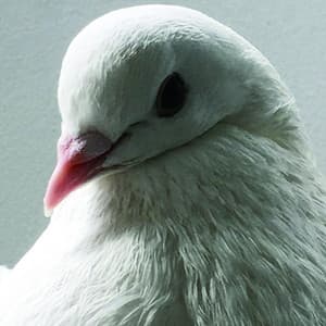 Mukogenerator - Merzbow