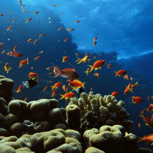 Oceanic Pet Sanctuary: Nature's Embrace - Ocean in HD