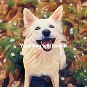Your Dog will Love It - Sunday Chillout Songs