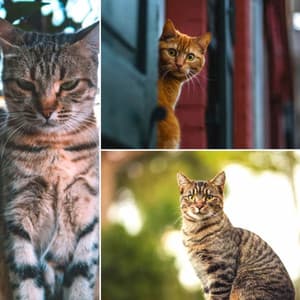 Music for Funny Cats - Mysterious Soprano Sax Solo - Relaxing Cat Music