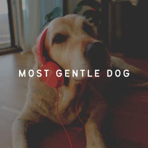 Most Gentle Dog - Relax My Dog Music
