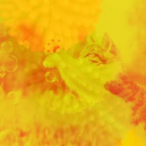 Resting Kittens - Friendly - Cat Music Jukebox