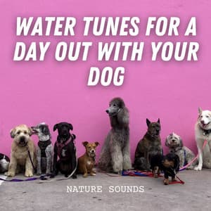 Nature Sounds: Water Tunes for a Day Out with Your Dog - Soft Water Streams Sounds