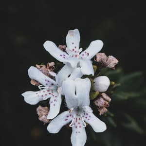 50 Soothing Ambient Tracks for Massage - Rainfall For Sleep