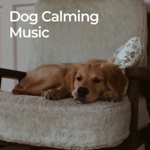 Dog Calming Music - Dog Relaxation
