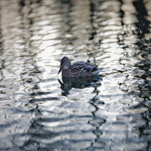 Pristine - Wonderclouds