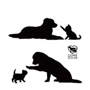 Therapy Dogs for PTSD - Pet Care Club