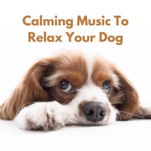 Calming Music to Relax Your Dog - The Dog Relaxer