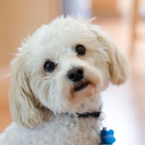 Tranquil Dog Oasis: Lofi Melodies for Peaceful Pups - Dog Chill Out Music