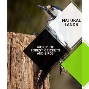 World of Forest Crickets and Birds - Natural Lands - Sleepy Times